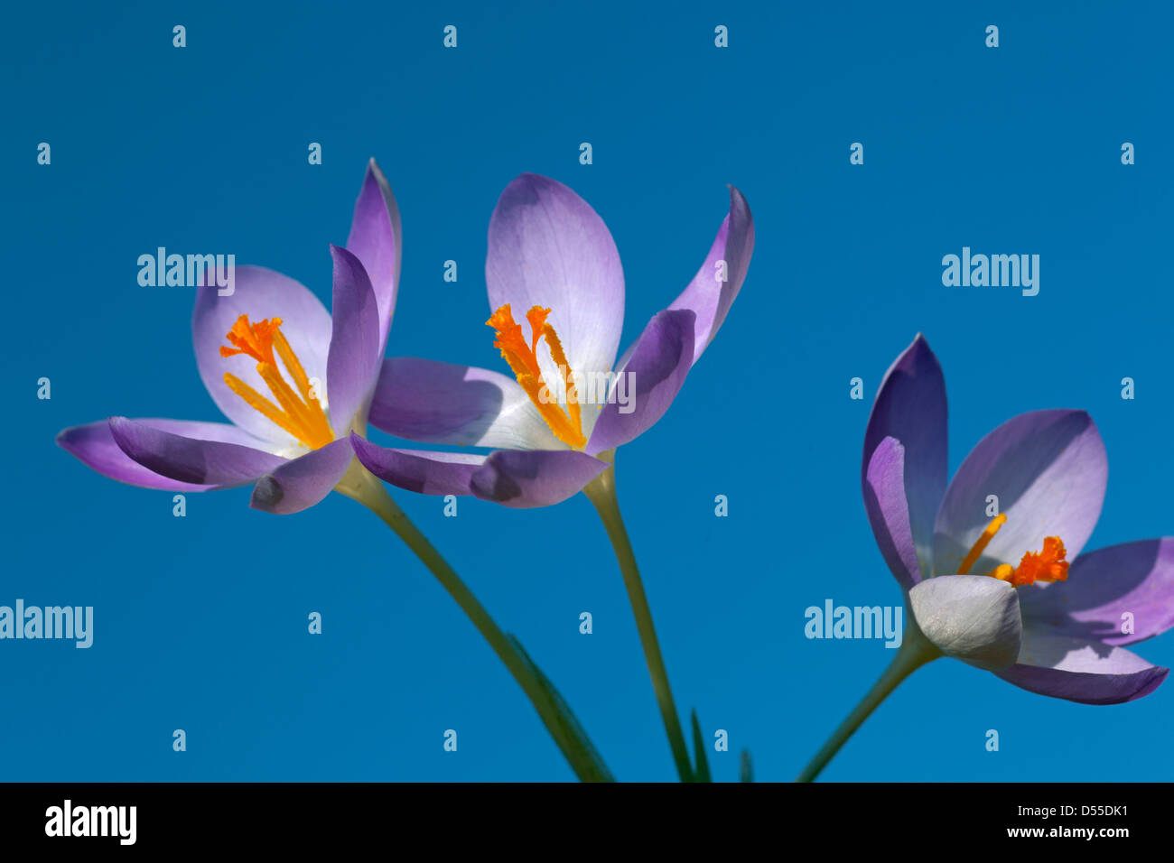 Crocus de primavera en las primeras horas de la mañana contra un cielo azul Foto de stock