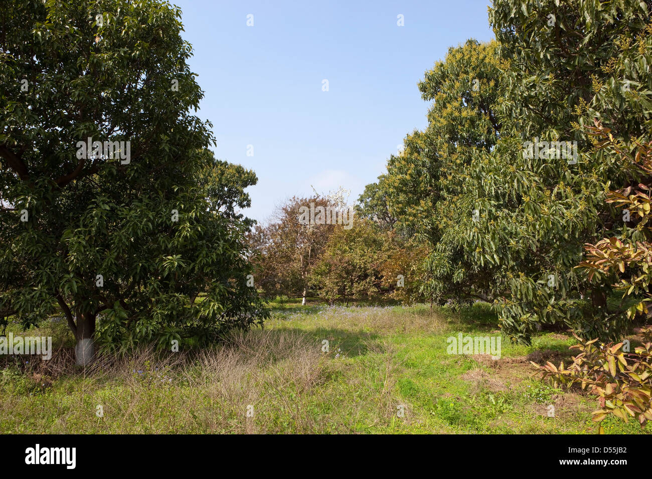 Paisaje rural con wild ageratum flores debajo de árboles de mango en un huerto de Punjab en India Foto de stock