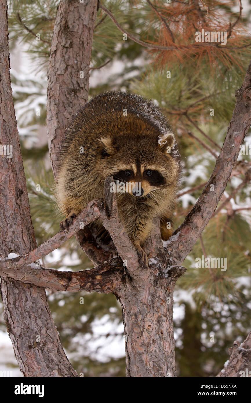 Racoon, Procyon lotor hasta un árbol en invierno Foto de stock