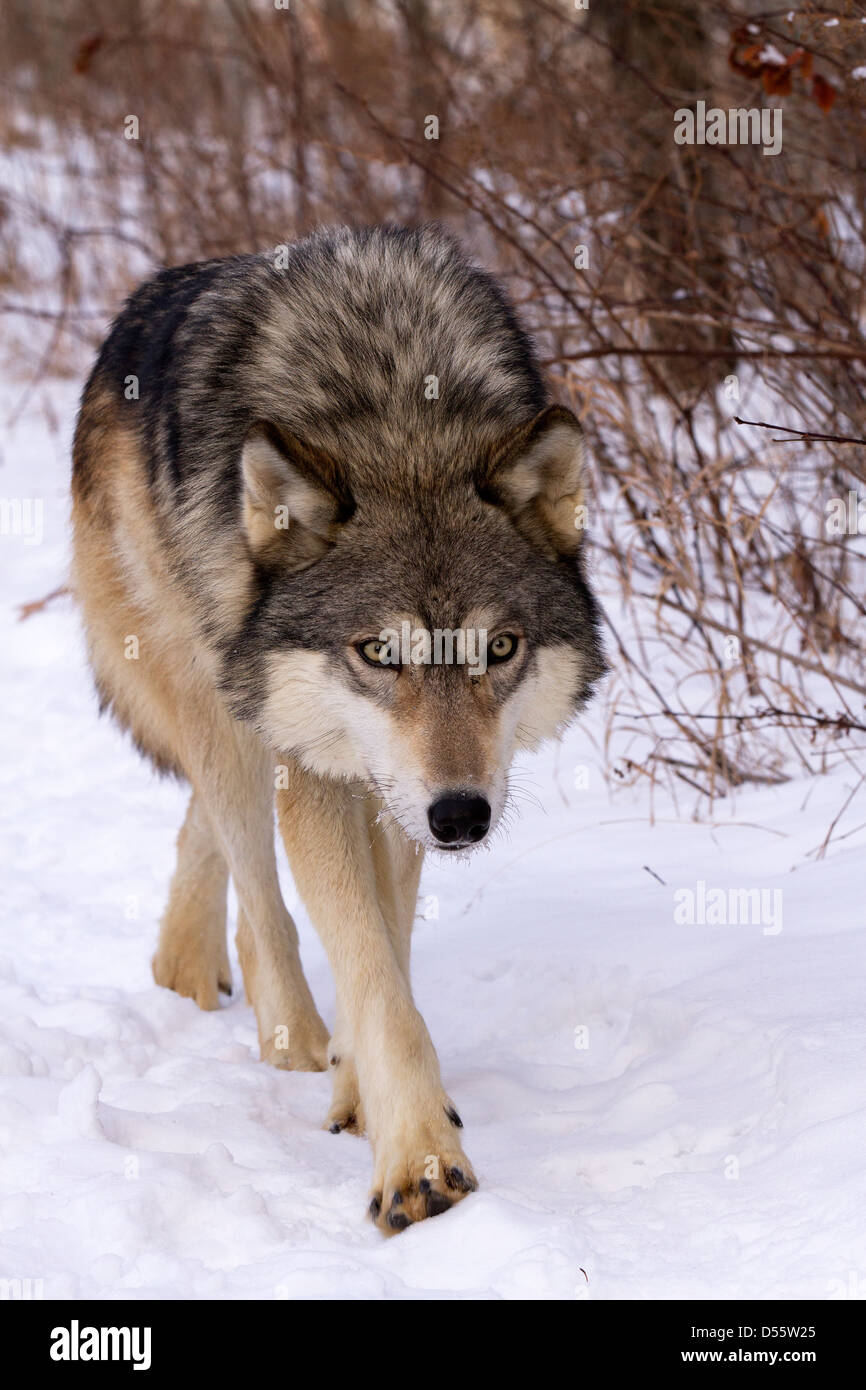Lobo gris, Canis lupus caminando hacia Foto de stock