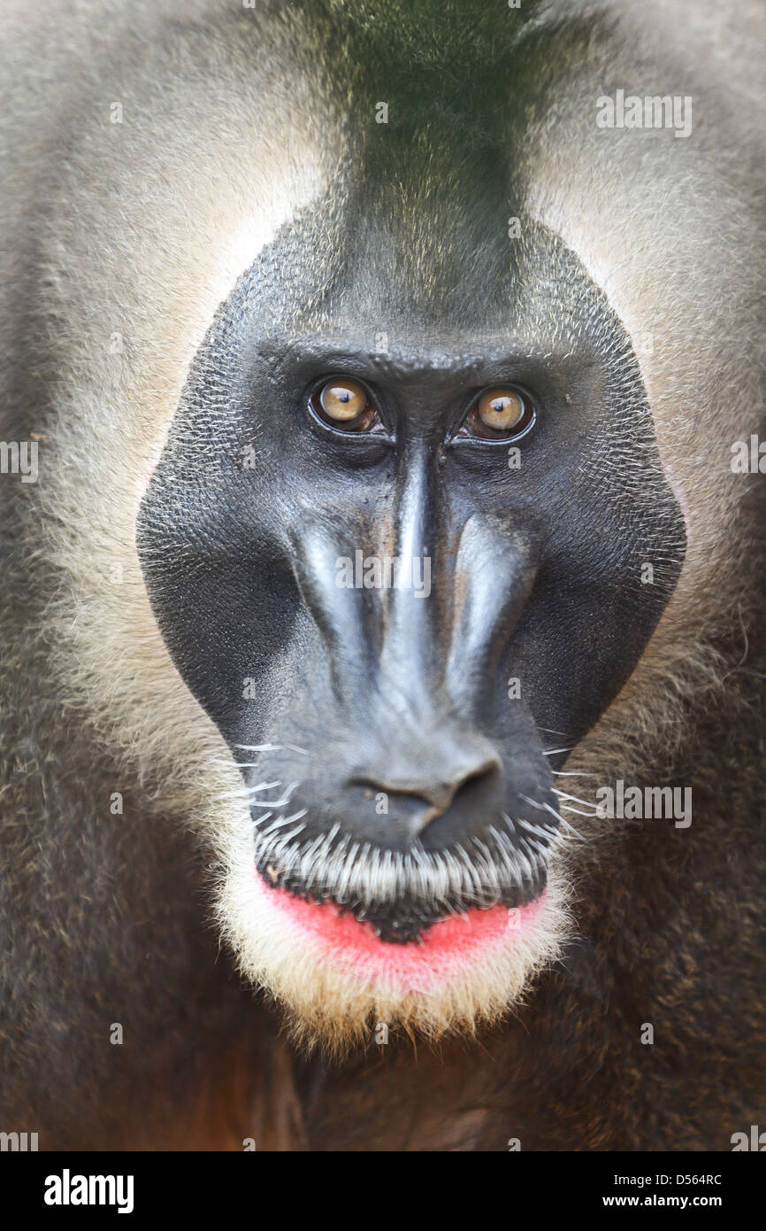 Retrato de Taladro mono macho, una especie amenazada de primates africanos intimidante, molesto y enojado Foto de stock