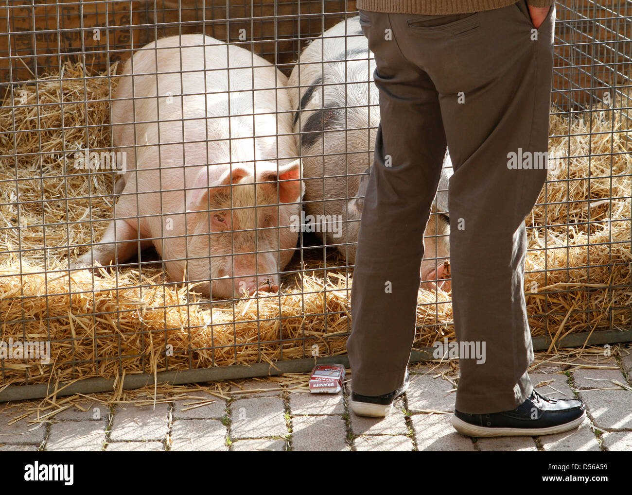 Los cerdos son vistos en su gabinete en un tradicional local de elementos "cerdo" justo en la isla de Mallorca Foto de stock