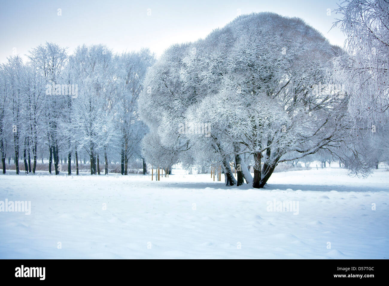 Árboles de invierno Foto de stock