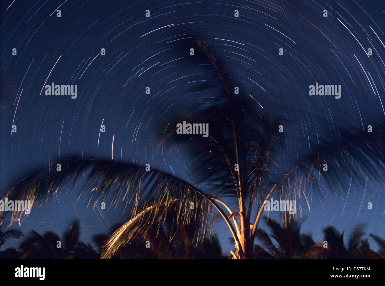 [Star] senderos de tierra de rotación [cielo nocturno] [palm] [las frondas de palmera de coco] silueta noche Foto de stock