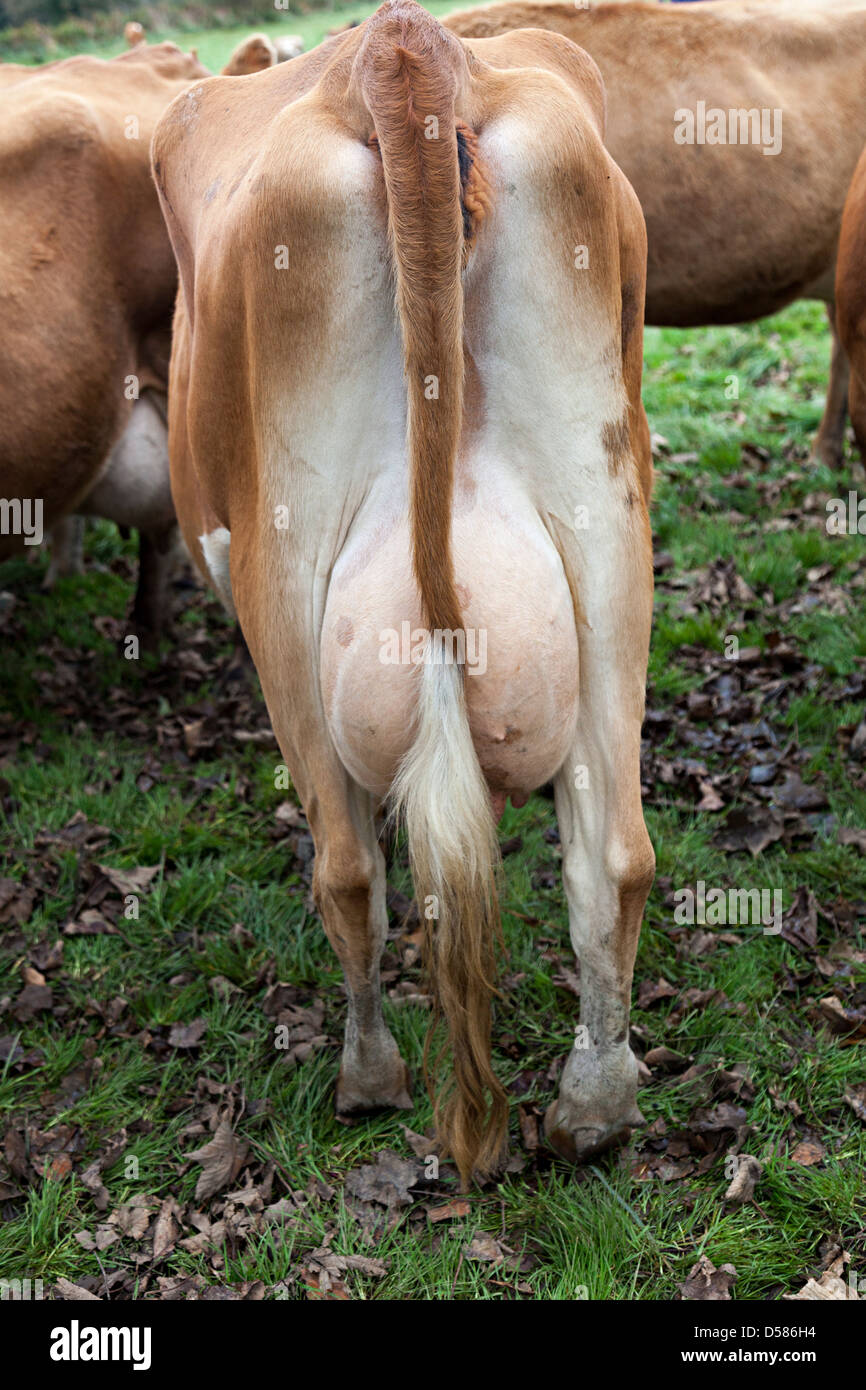 Jersey parte de vaca lechera con ubres completo listo para el ordeño, Jersey, Islas del Canal, REINO UNIDO Foto de stock