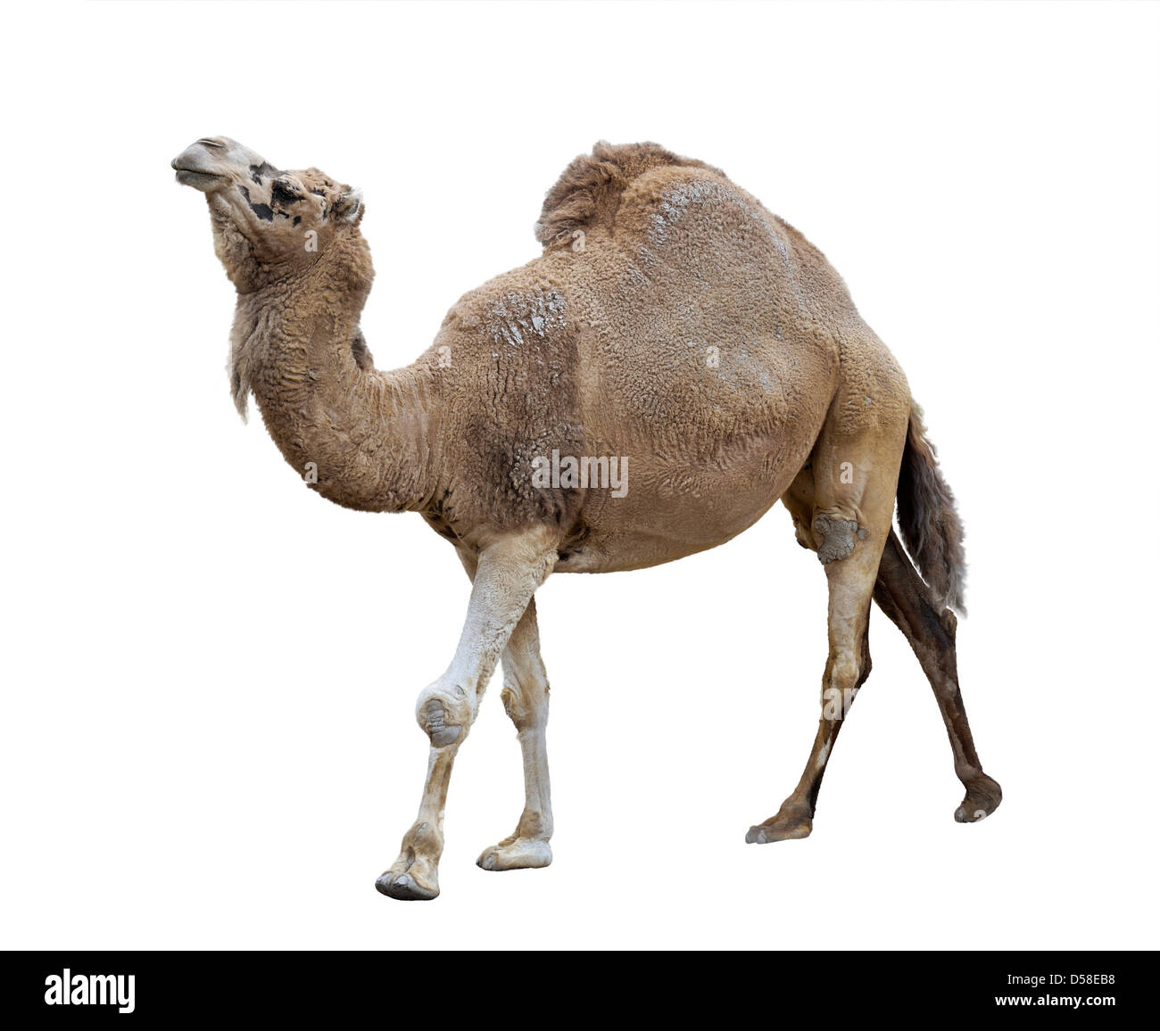 Camello Single-Humped sobre fondo blanco. Foto de stock