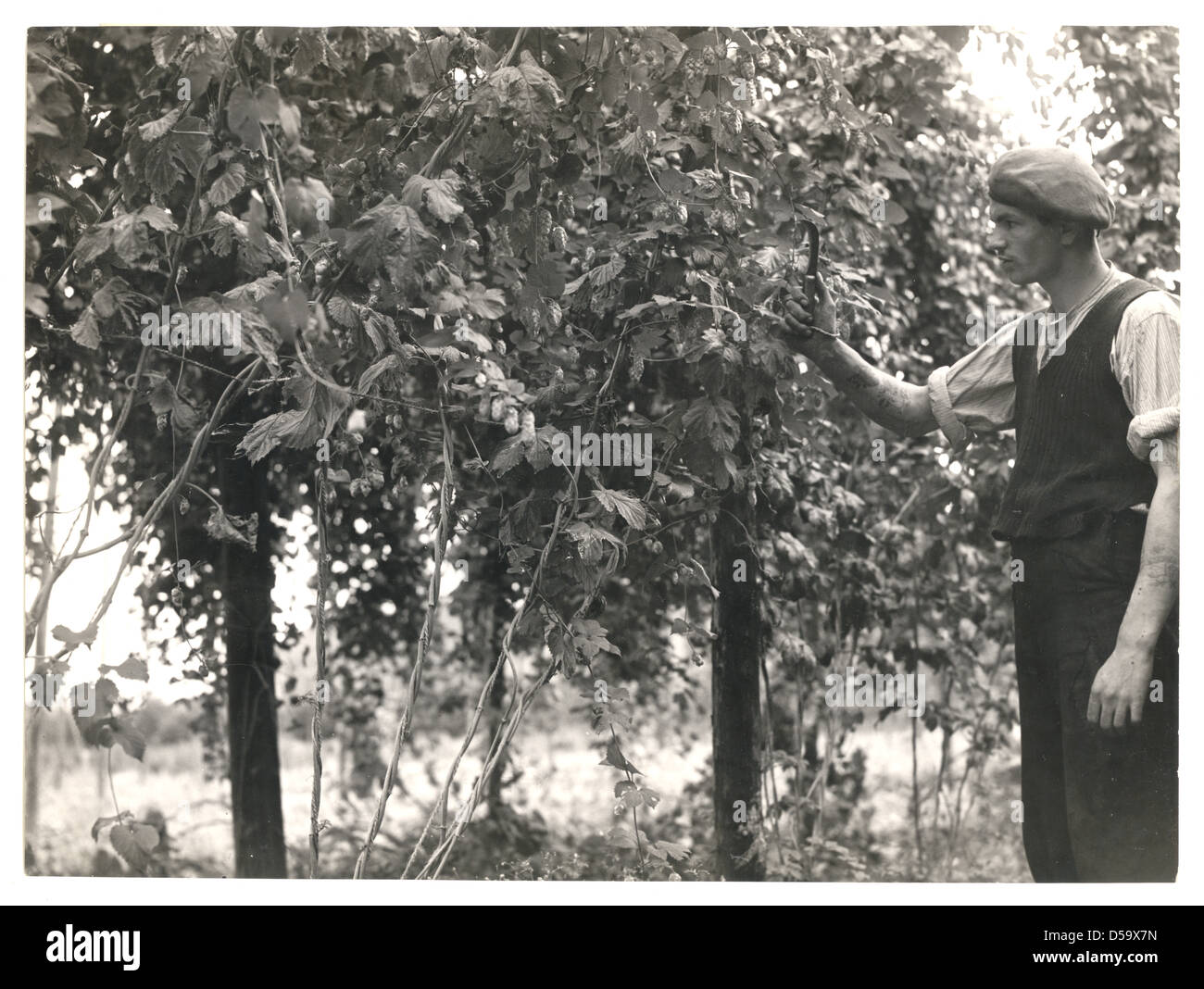 Fotografía foto de un 'Cutter', a punto de cortar los bine en un campo de lúpulo, 1952 Foto de stock