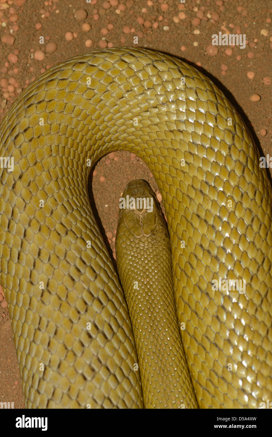 Inland Trenzado Taipan (Oxyuranus microlepidotus) la tierra más venenosas del mundo serpiente, Queensland Australia, cautiva Foto de stock