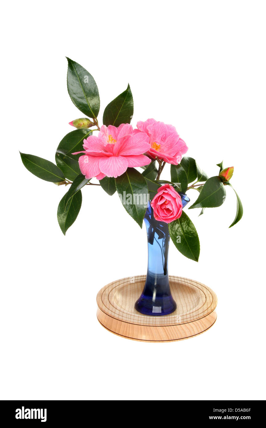 Camellia flower arrangement fotografías e imágenes de alta resolución -  Alamy