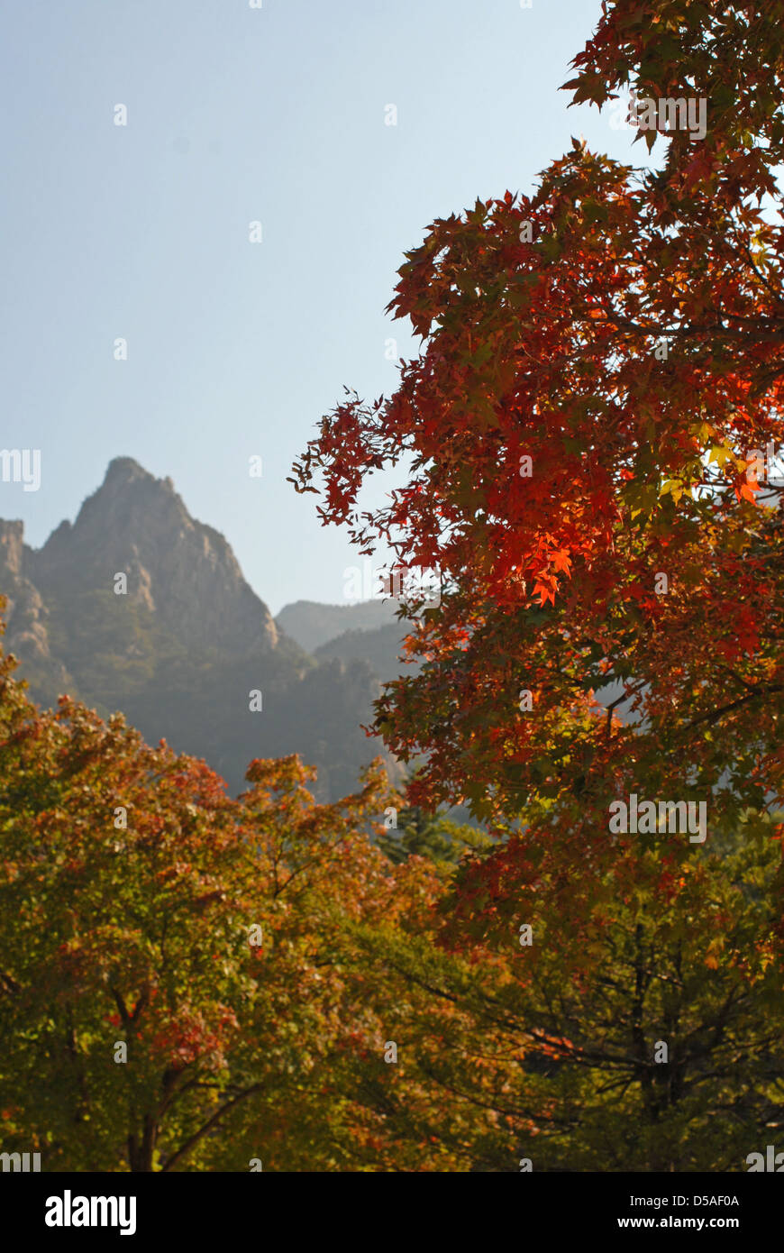 Hojas de otoño, el Parque Nacional de Seoraksan, Corea del Sur Foto de stock