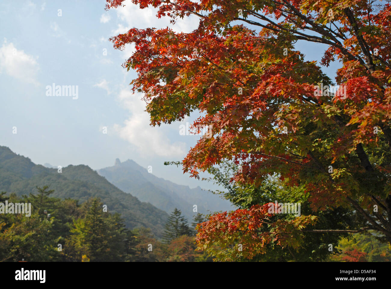 Hojas de otoño en el Parque Nacional de Seoraksan, Corea del Sur Foto de stock