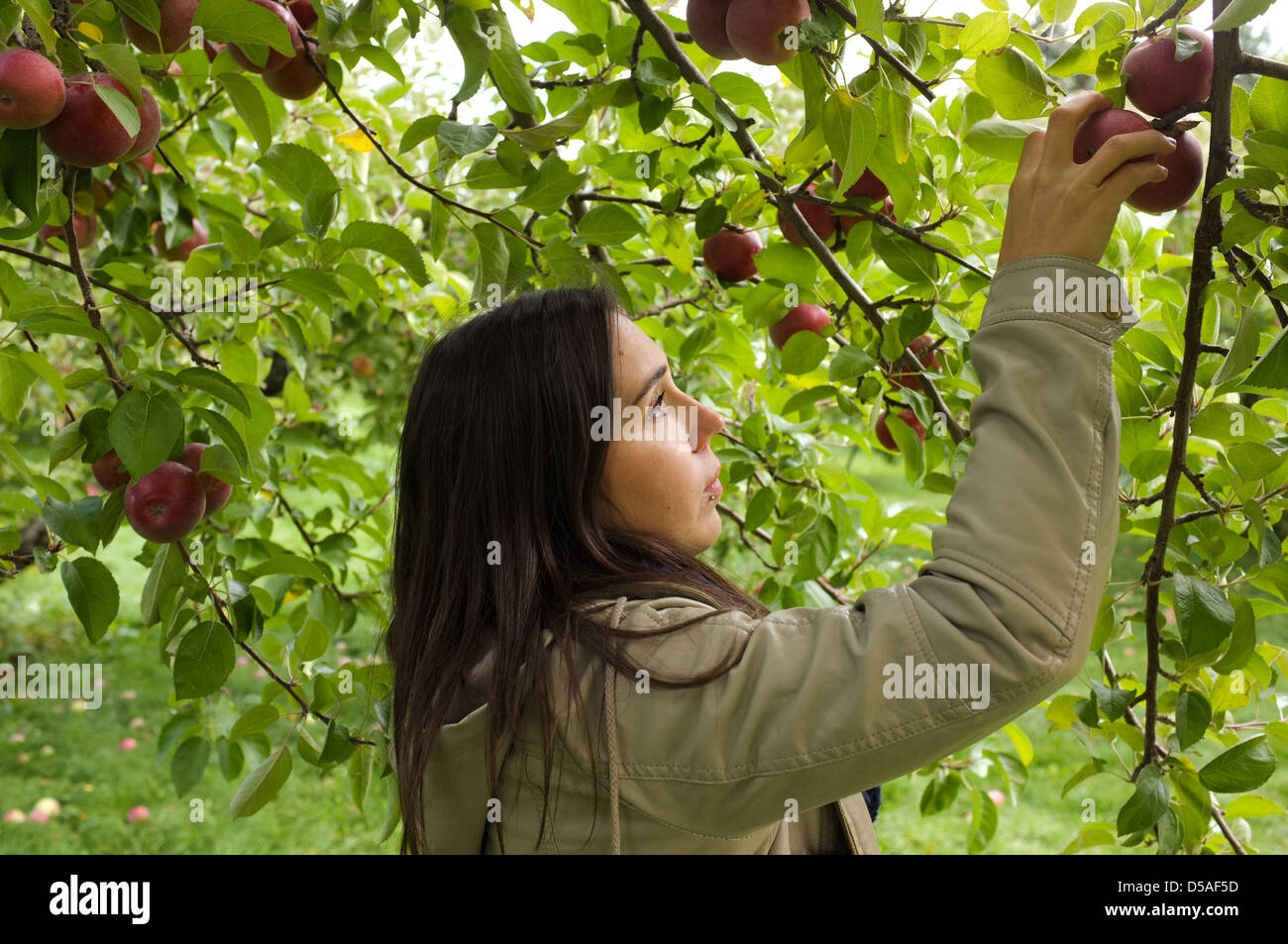 Apple picking es una popular tradición familiar en Quebec. La Canadian