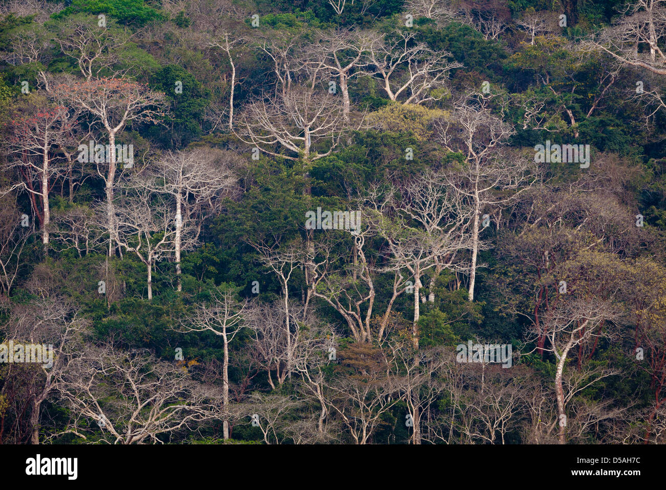 Selva tropical de tierras bajas y grandes árboles de Cuipo, en el lado este del río Chagres en el Parque nacional Soberanía, República de Panamá. Foto de stock