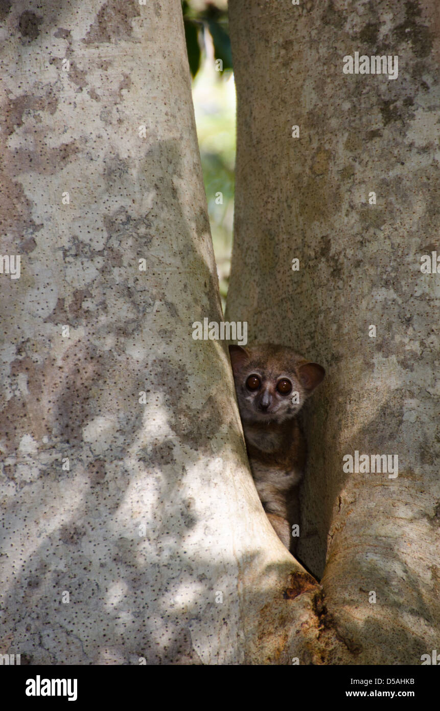 Adorable brown sportive lemur escondidos en la grieta de un tronco de árbol durante su siesta diurna en los bosques del norte de Madagascar Foto de stock