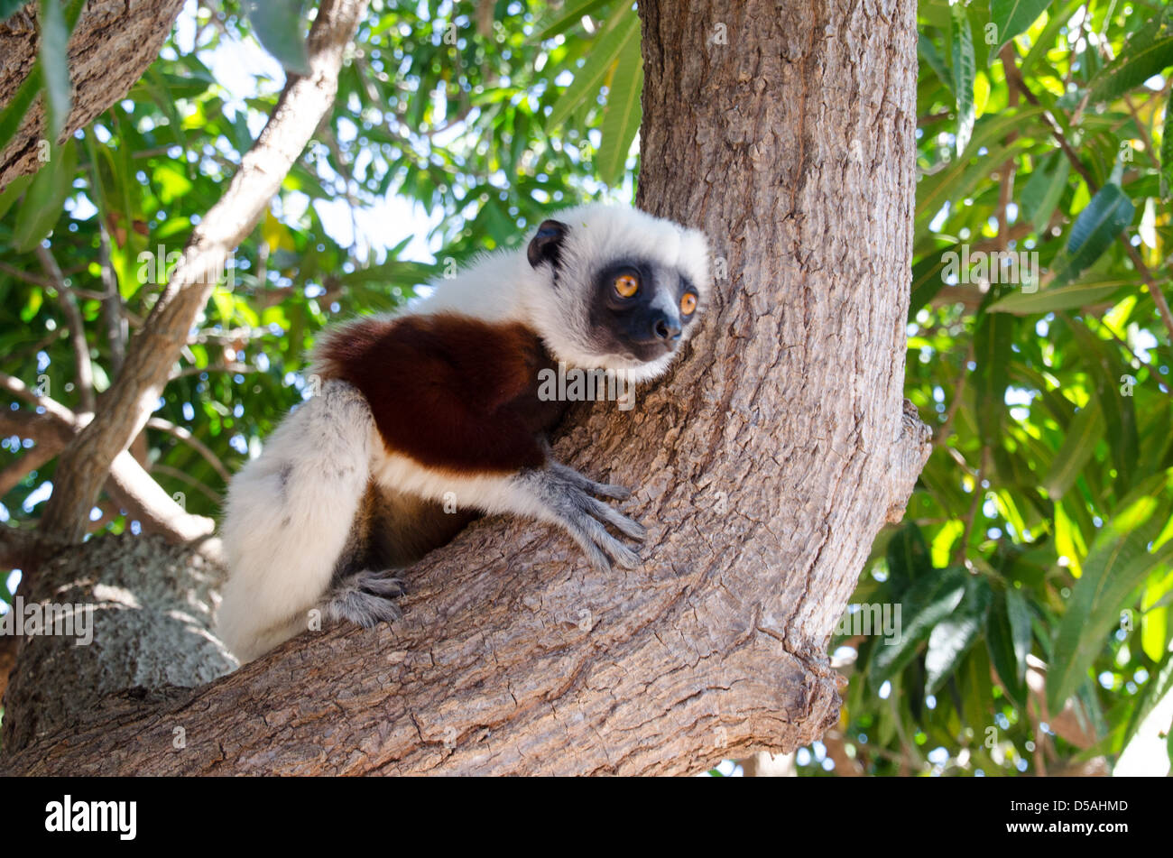 Coquerel lemur sifaka de aferrarse a un árbol en el Parque Nacional de Ankarafantsika en la provincia de Mahajanga occidental de Madagascar Foto de stock