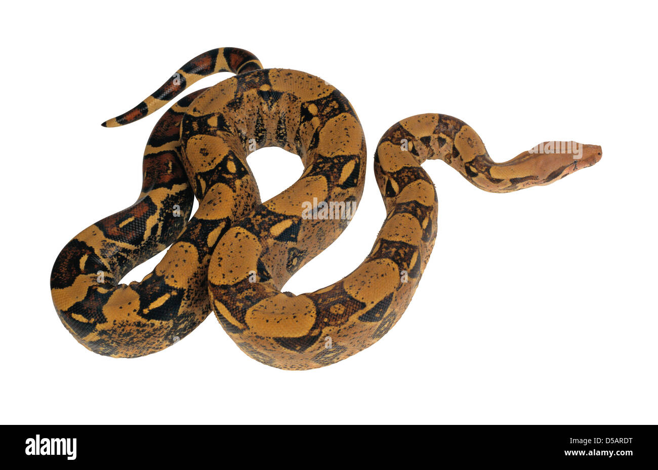 La serpiente sobre fondo blanco Foto de stock