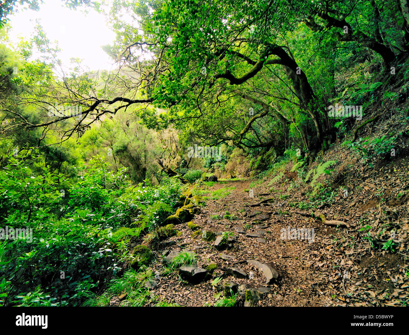Bosque de laurisilva, El Hierro, Islas Canarias, España Fotografía de stock  - Alamy