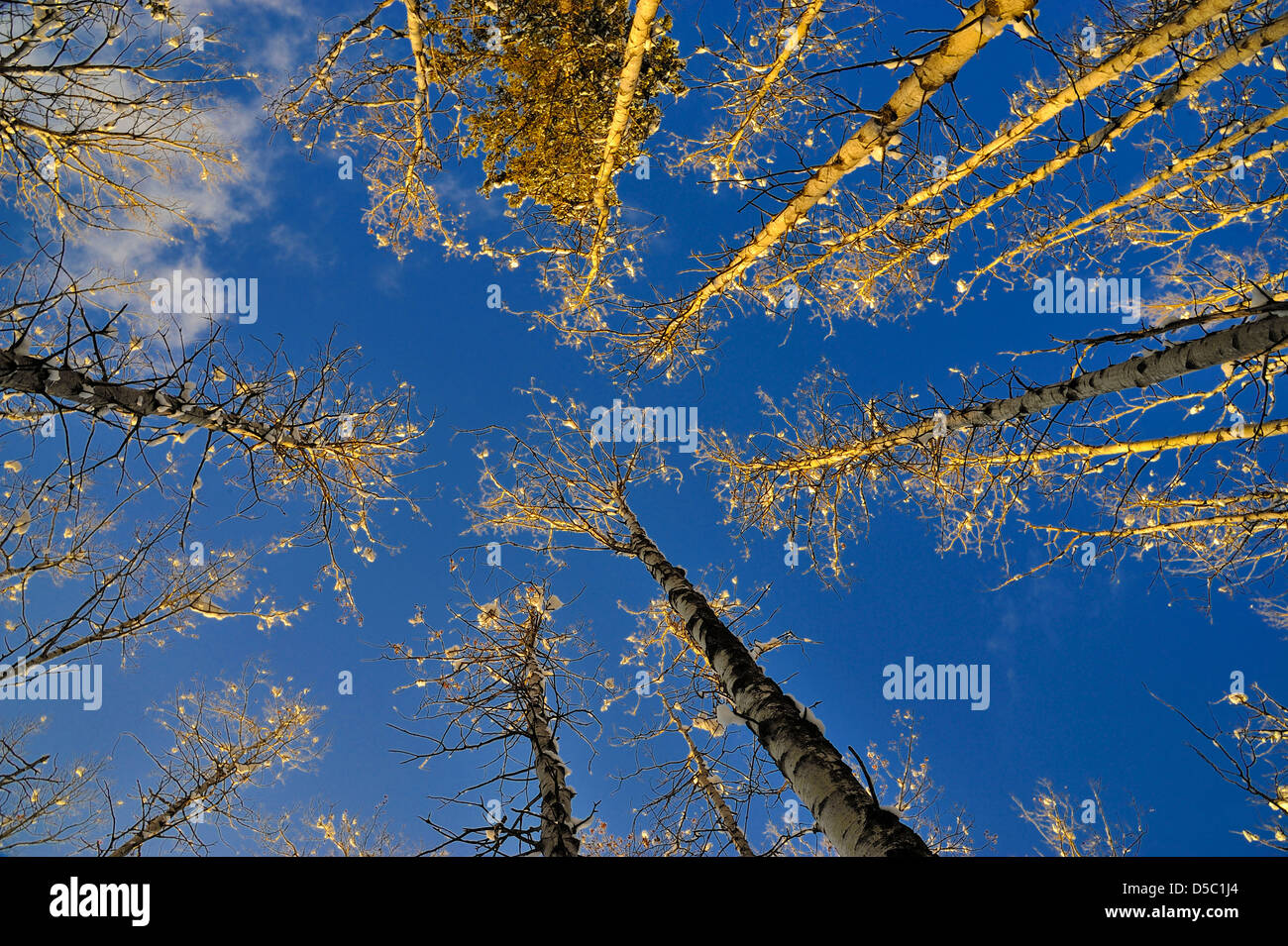 Aspen tree tops iluminadas por los cálidos rayos de sol de invierno el ajuste Foto de stock