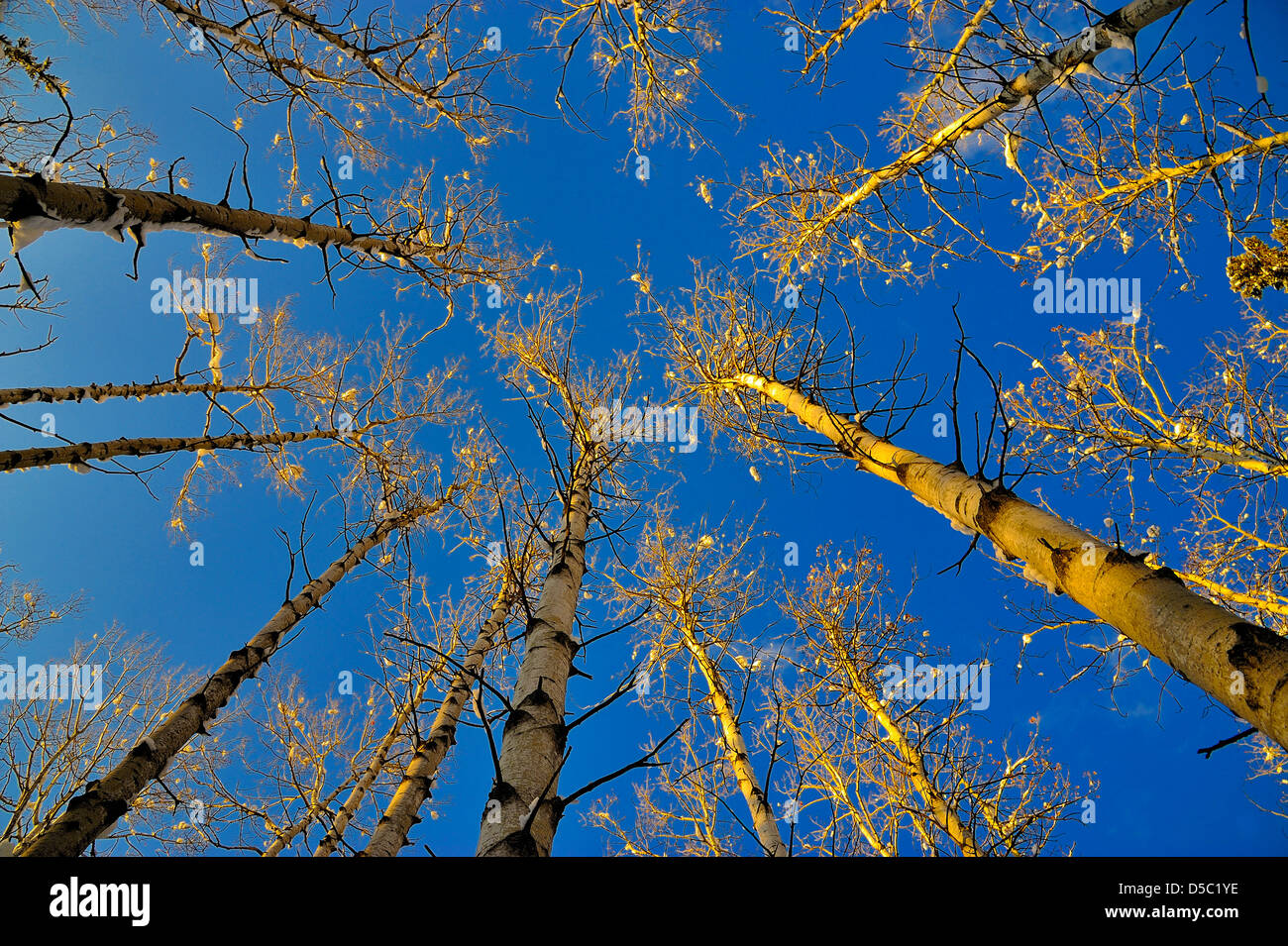 Aspen tree tops iluminadas por los cálidos rayos de sol de invierno el ajuste Foto de stock