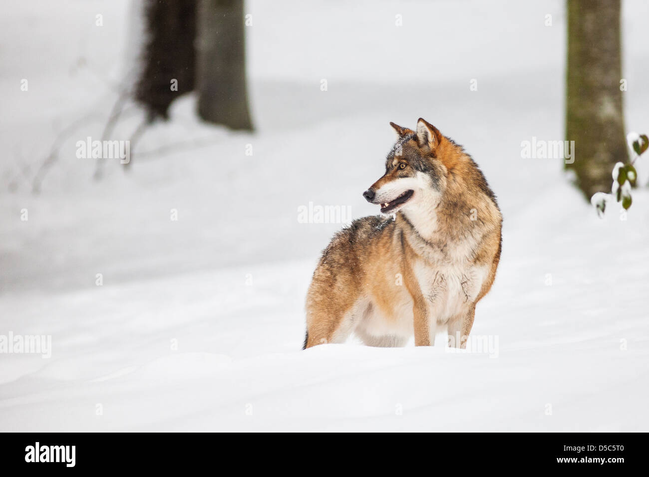 Unión lobo gris (Canis lupus lupus) de pie en un bosque cubierto de nieve profunda, Alemania, Europa del Bosque Bávaro Foto de stock