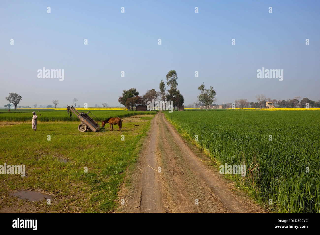 Punjab rural paisaje agrícola de trabajo con los agricultores y un caballo y carro entre campos de cultivos Foto de stock