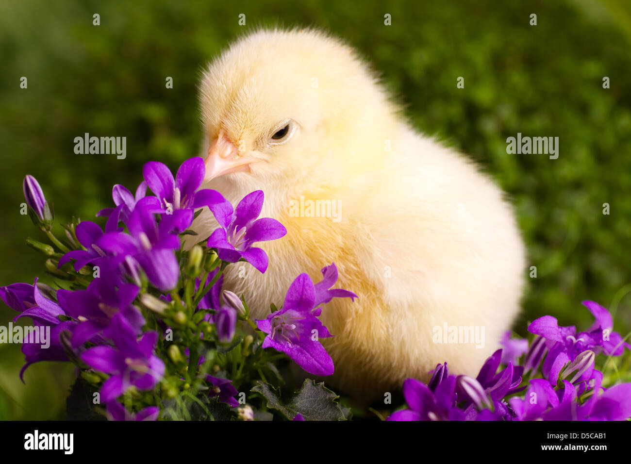 Hermoso pequeño pollo con flores. Foto de stock