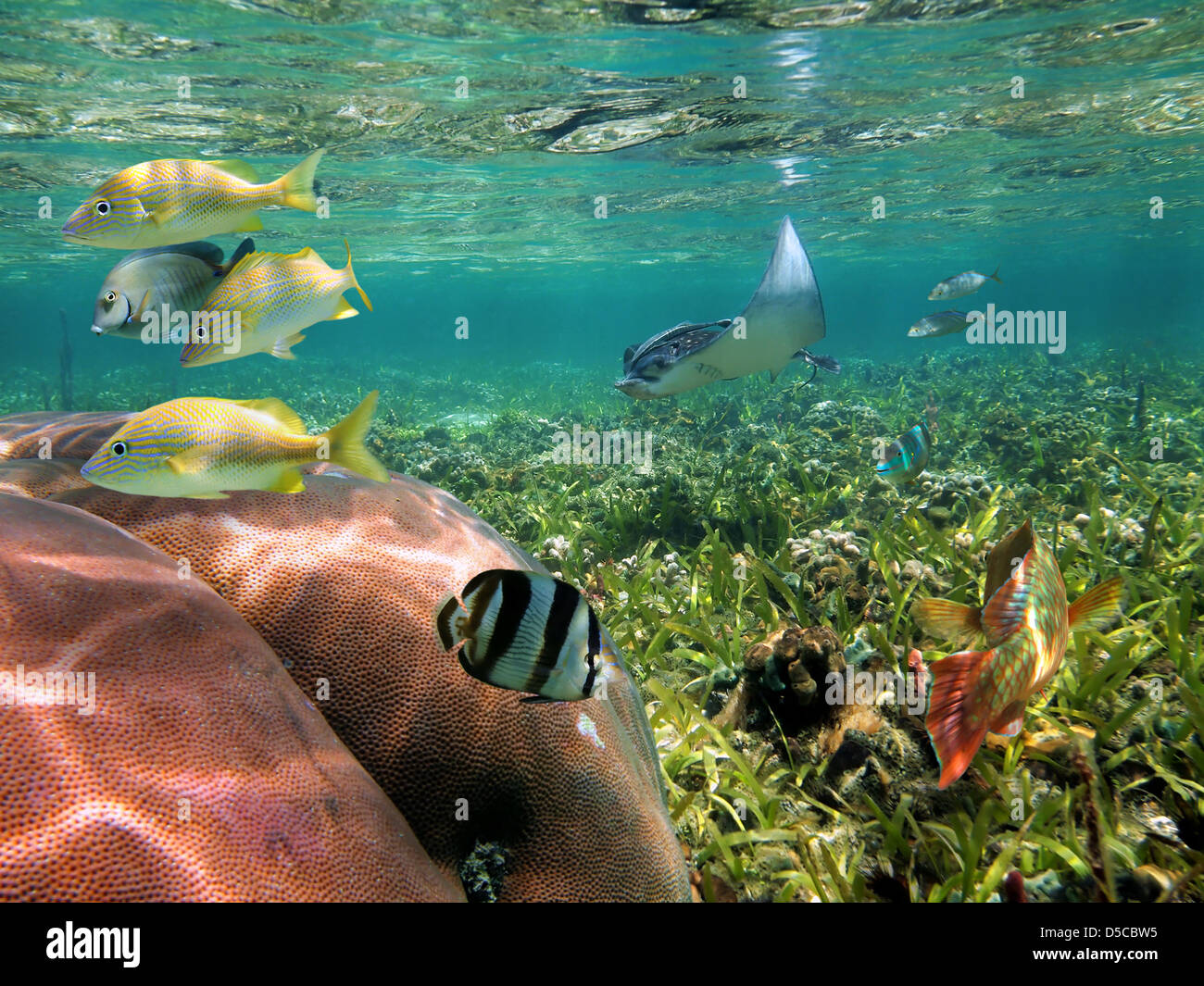Peces tropicales y arrecifes de coral con un águila ray submarinas, mar Caribe Foto de stock