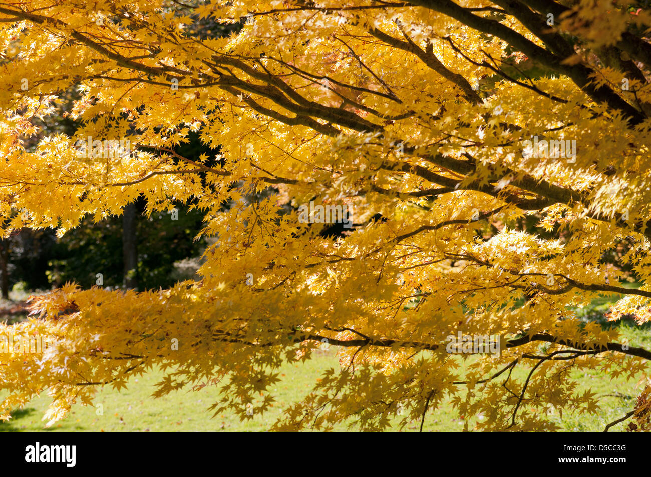 ACER PALMATUM SANGO KAKU En Batsford Arboretum Fotograf a De Stock Alamy