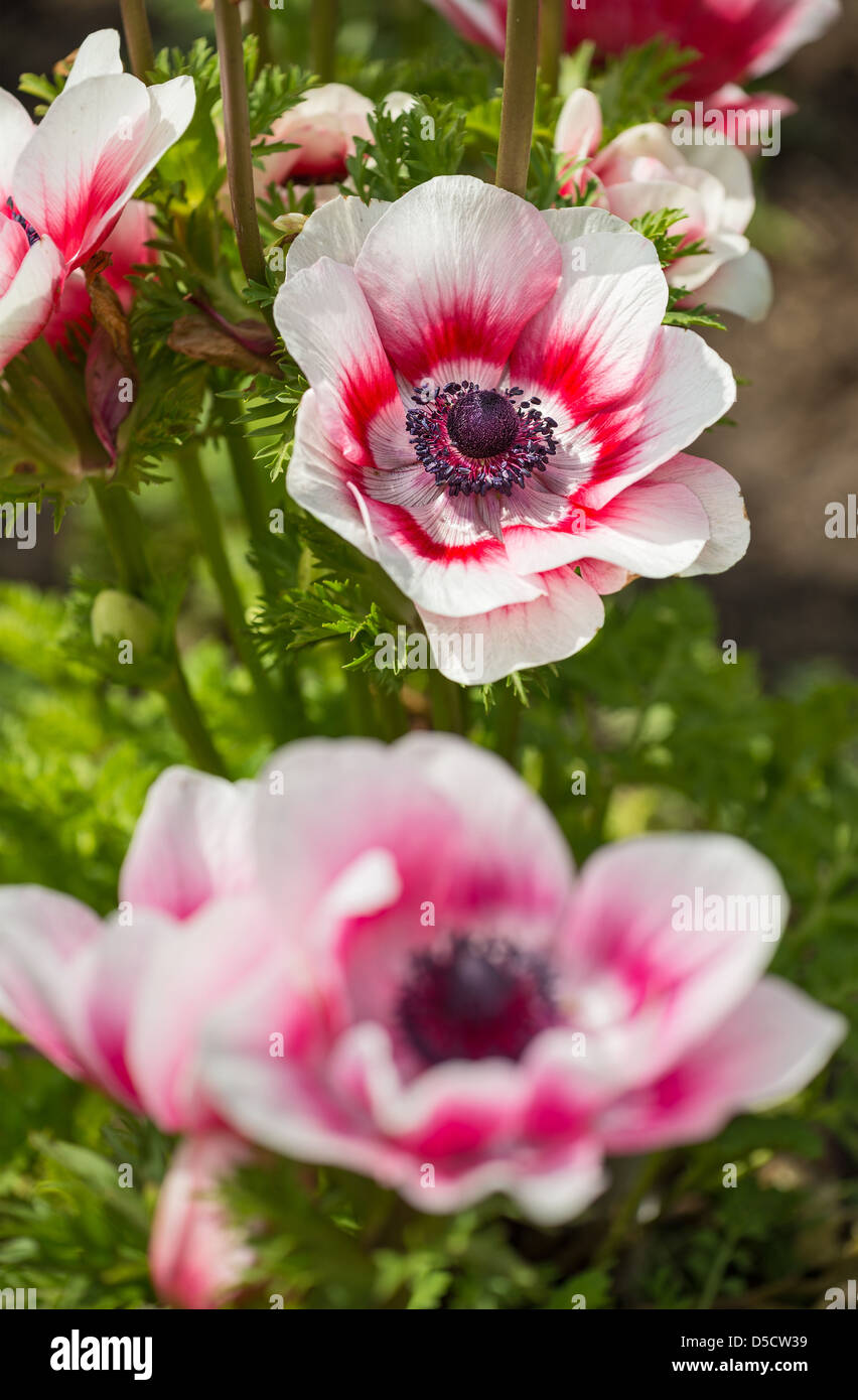 Hermosas flores de primavera en flor. Foto de stock