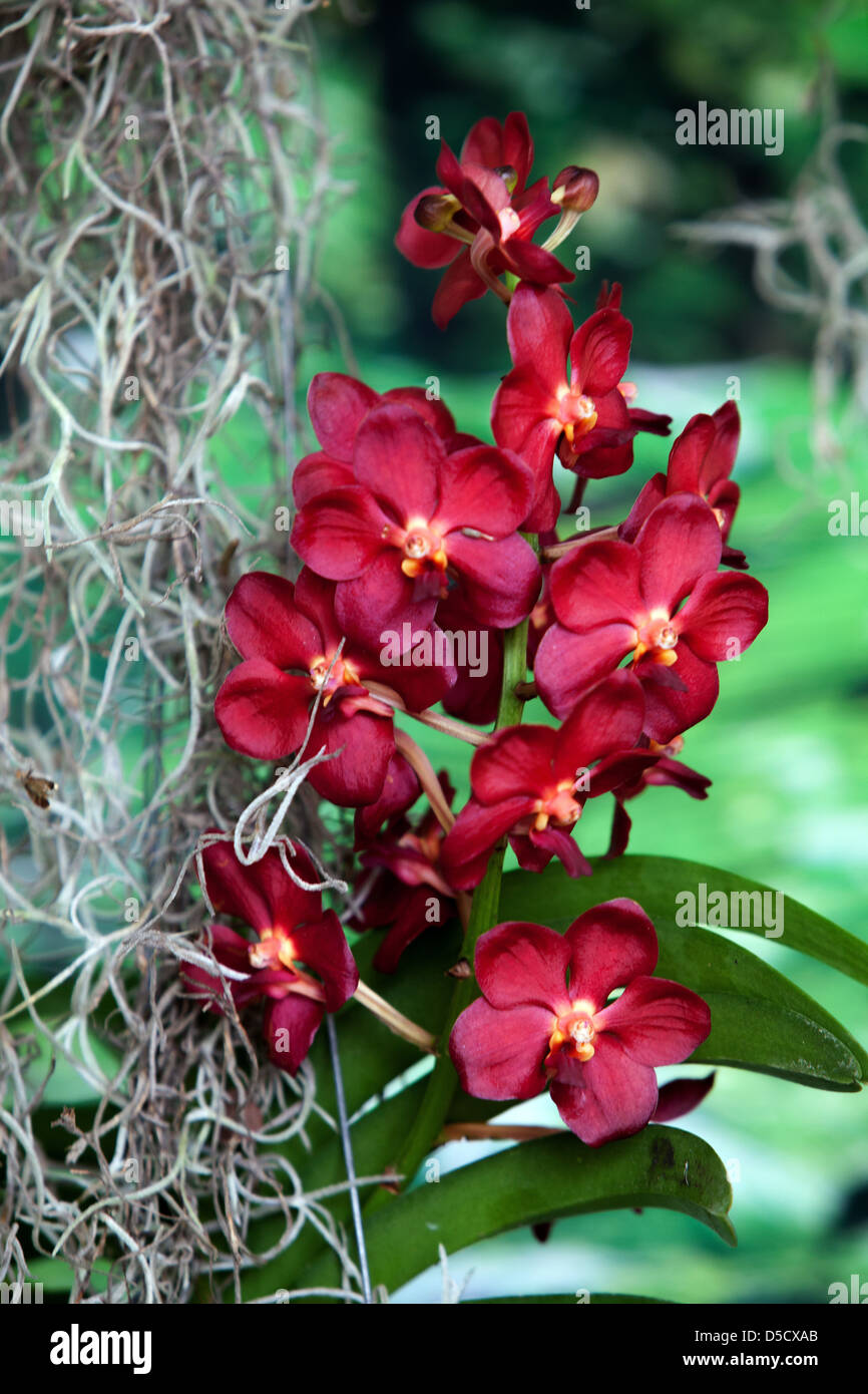 Flores de color rojo orquídea Phalaenopsis orquídeas polilla raíces Foto de stock