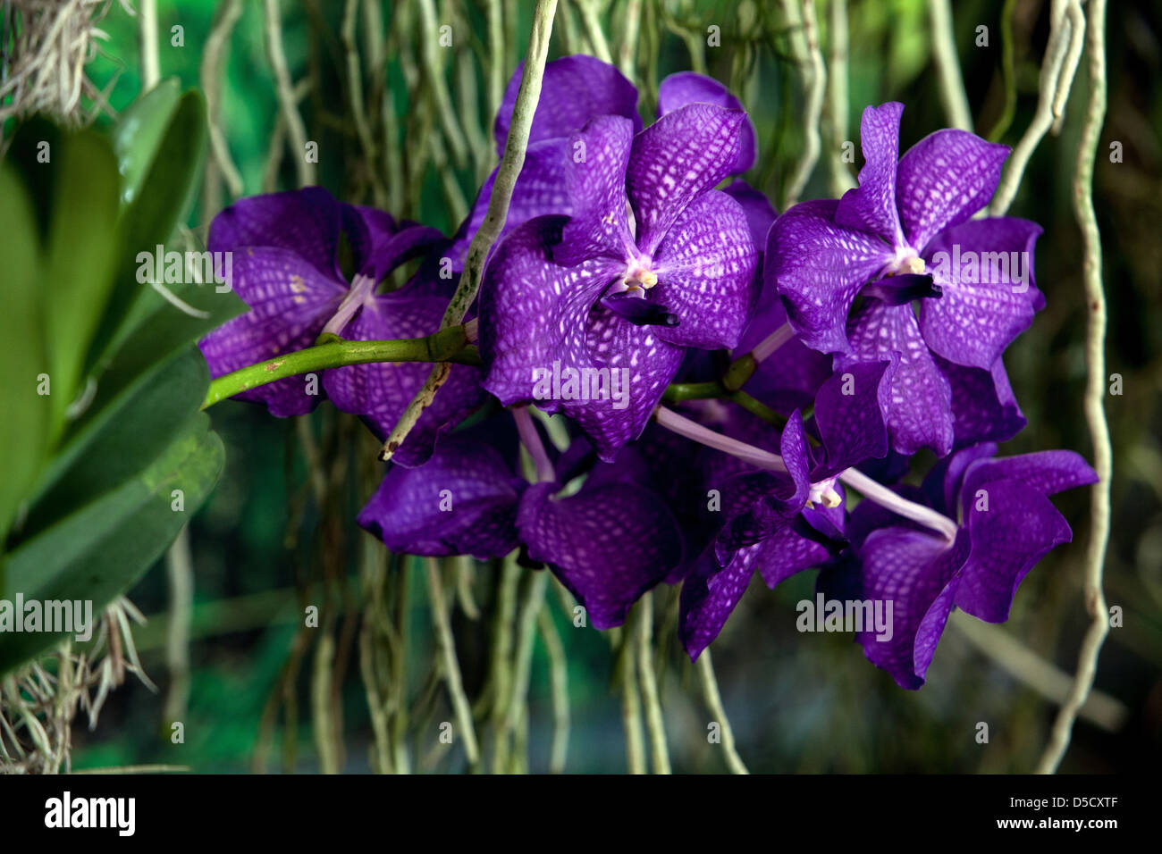 Flores de color azul de orquídeas Phalaenopsis orquídeas polilla raíces Foto de stock