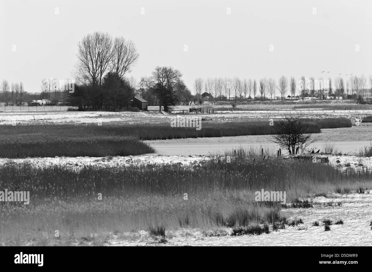 Paisaje nevado cerca de 'De Weel'. Wolphaartsdijk, Zeeland, Holanda. B/W. Foto de stock