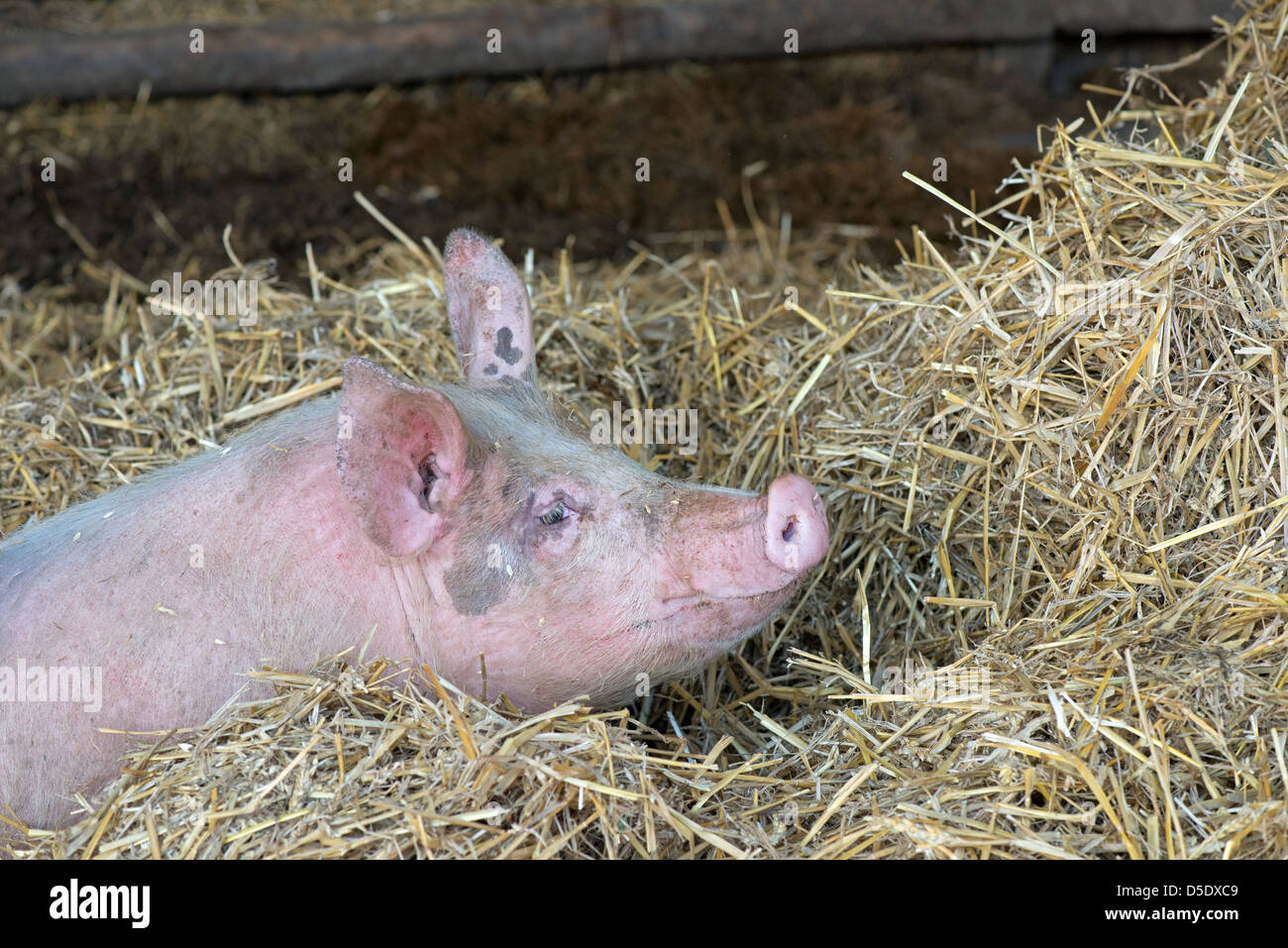 Colocación de cerdo en el heno en Tablehurst granja. Forest Row .East Sussex. UK Foto de stock
