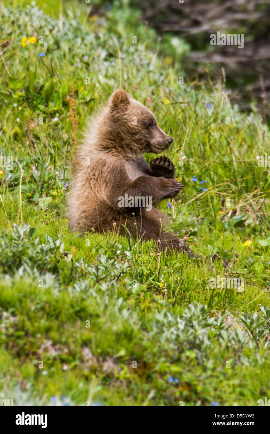 Grizzly Bear Cub (Ursus arctos horribilis), cerca de la autopista, pase el Parque Nacional Denali, Alaska, EE.UU. Foto de stock