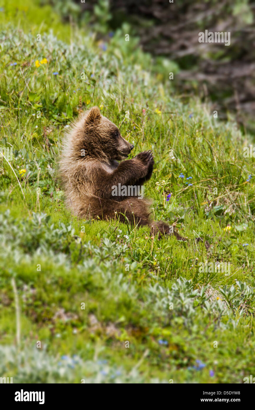 Grizzly Bear Cub (Ursus arctos horribilis), cerca de la autopista, pase el Parque Nacional Denali, Alaska, EE.UU. Foto de stock