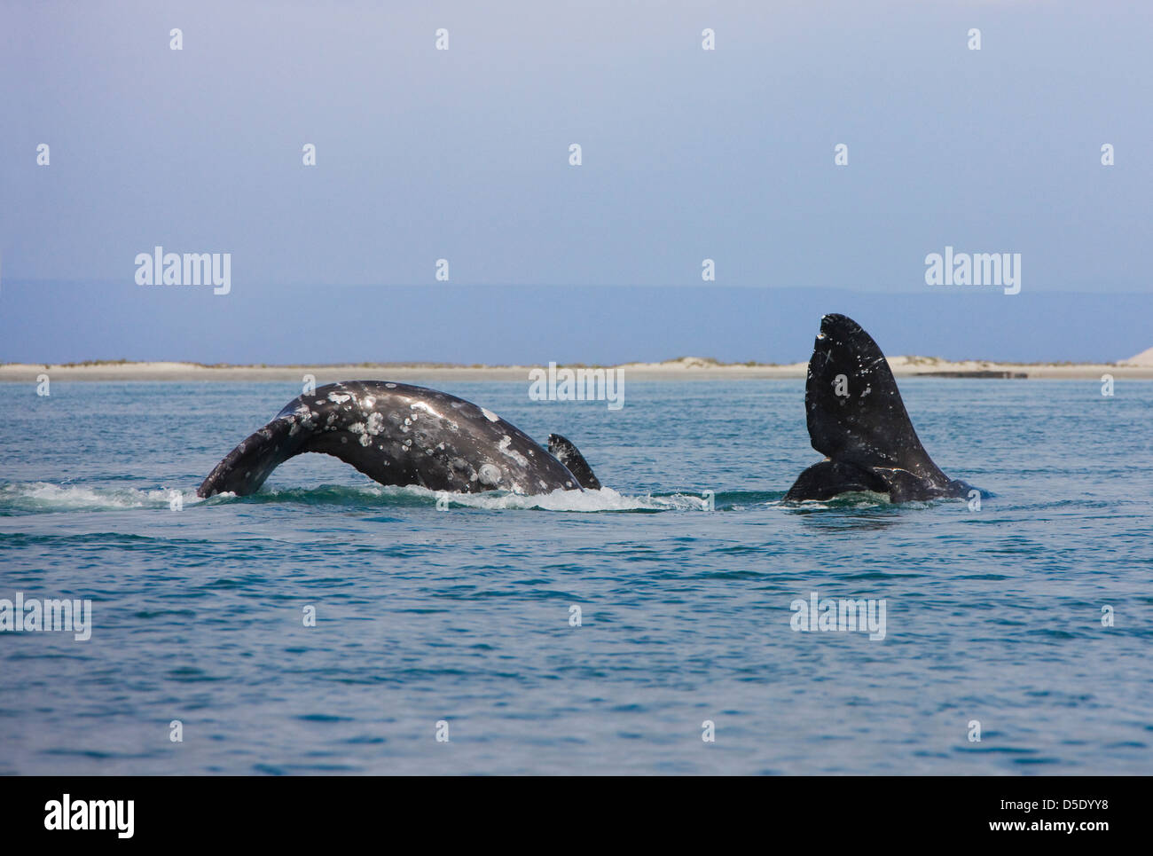 Ballena voladora defendiéndose
