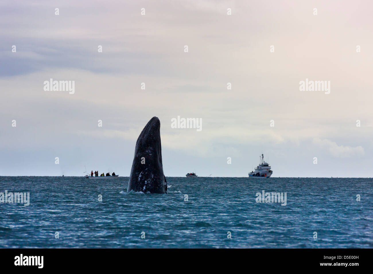 Incumplimiento de la ballena gris en el Mar de Cortez, en Baja California, México Foto de stock