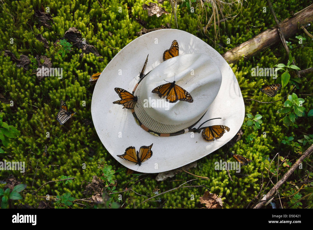 Sombrero de mariposa fotografías e imágenes de alta resolución - Alamy