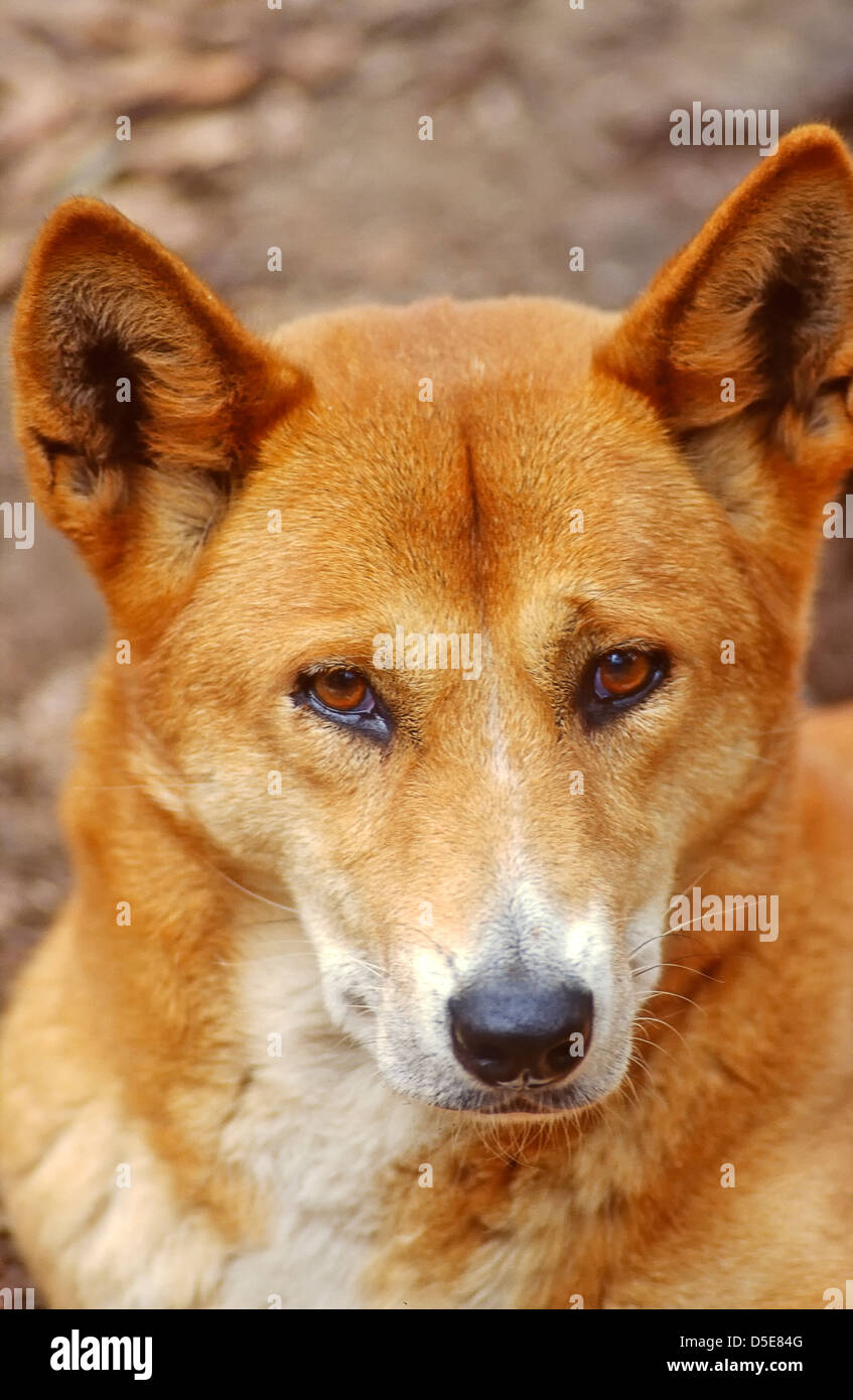 El Dingo (Canis lupus dingo) es un perro de itinerancia libre encontrados principalmente en Australia, así como en el sudeste de Asia, Foto de stock