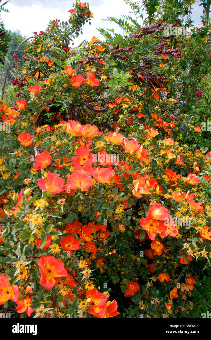 Rosa foetida bicolor fotografías e imágenes de alta resolución - Alamy