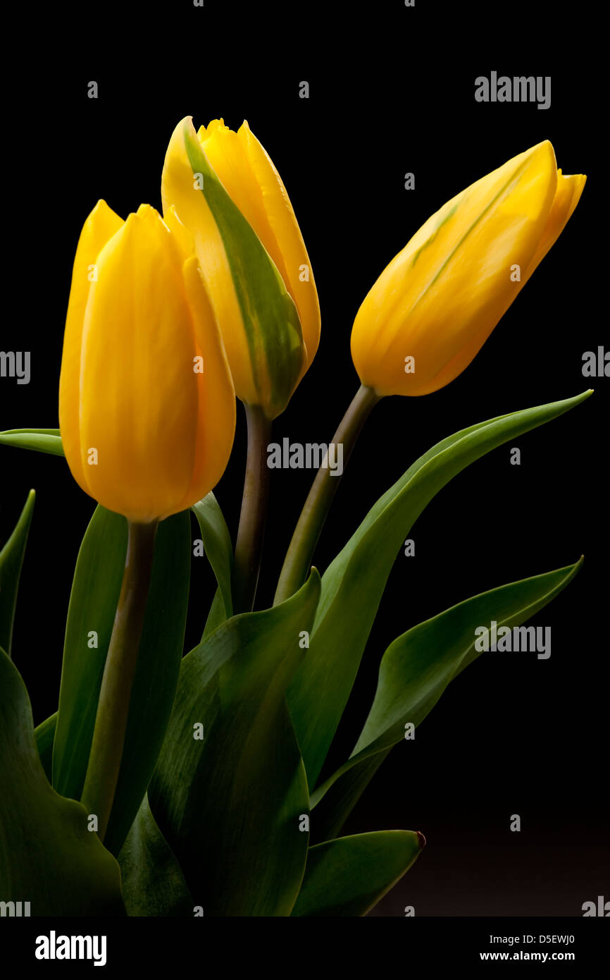 Tulipanes sobre fondo negro fotografías e imágenes de alta resolución