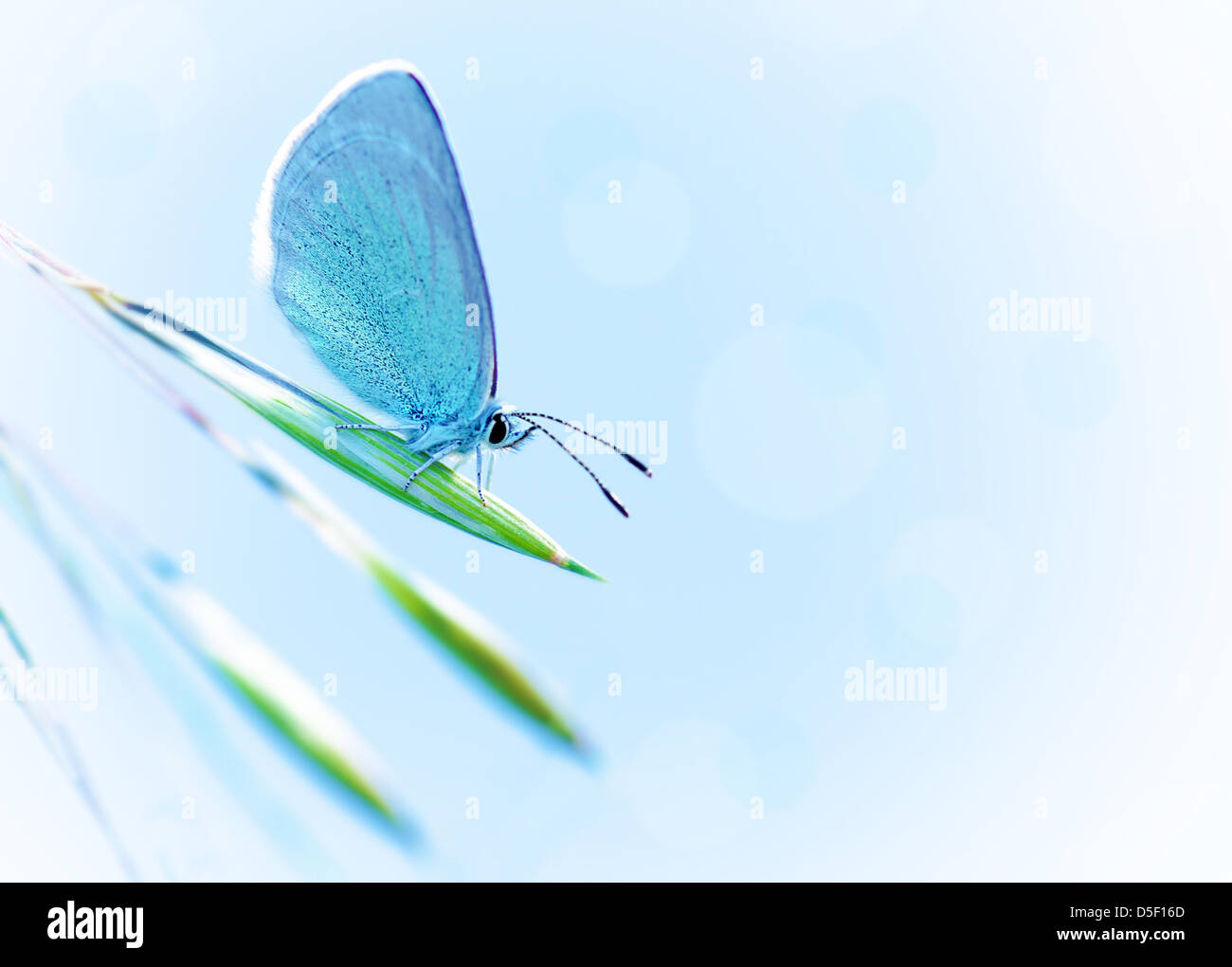Hermosa mariposa con las alas de color azul en el exterior sobre el azul claro del cielo, bastante insecto en la planta fresca al aire libre en primavera Foto de stock