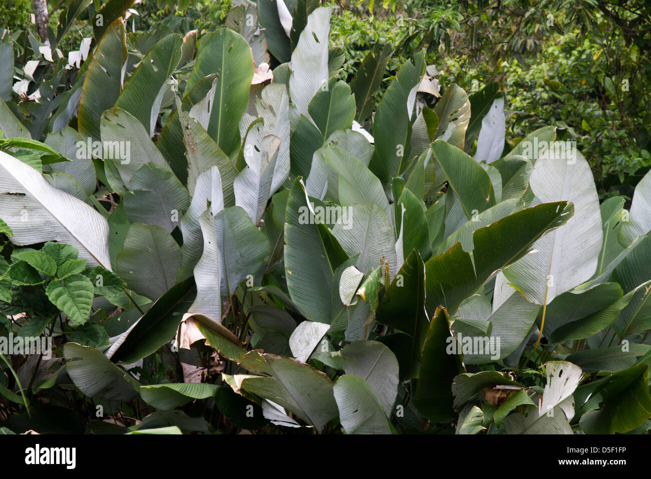 Hojas de Bijao se utilizan para envolver los tamales en Panamá Fotografía  de stock - Alamy