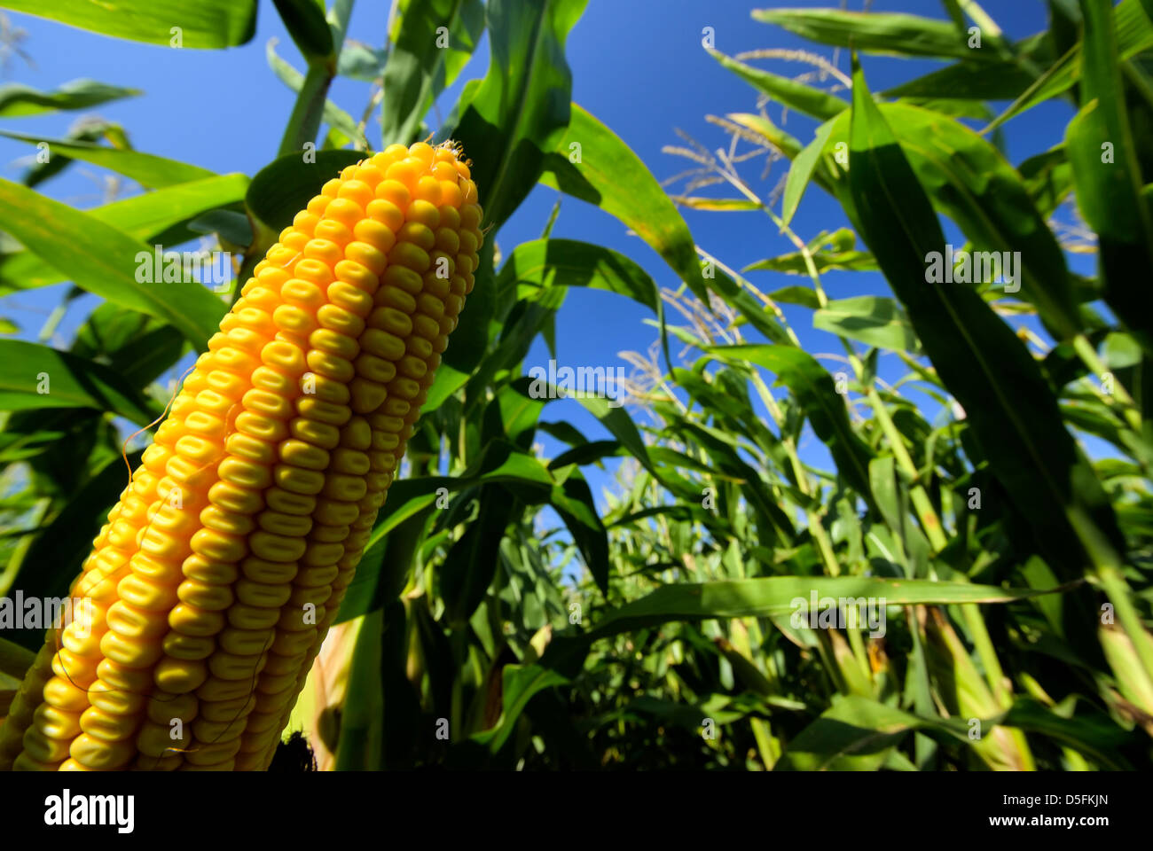 Primer plano de maíz en campo de maíz Foto de stock
