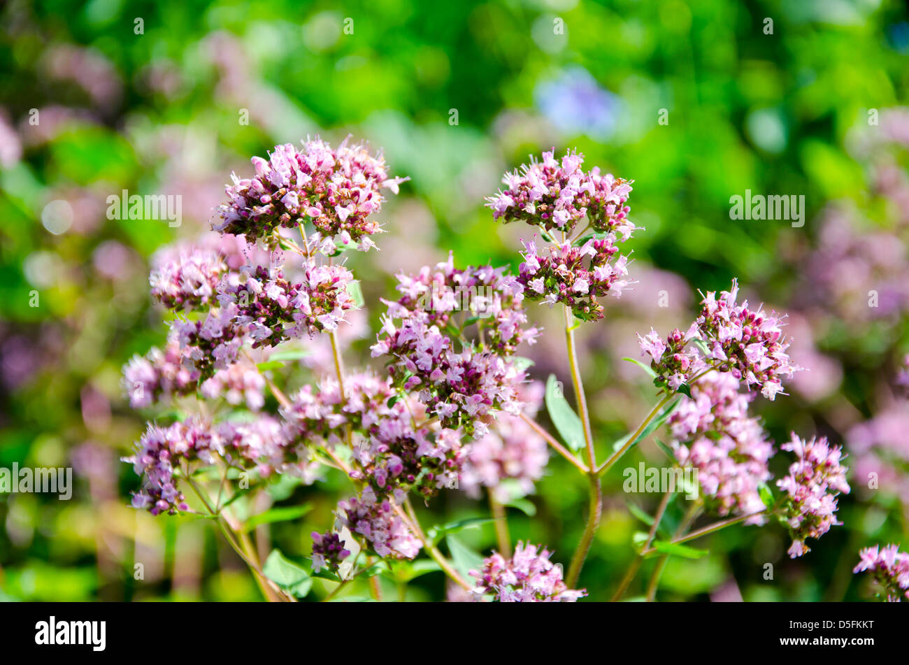 Rosa flores silvestres de la mejorana, Origanum vulgare en jardín de verano Foto de stock