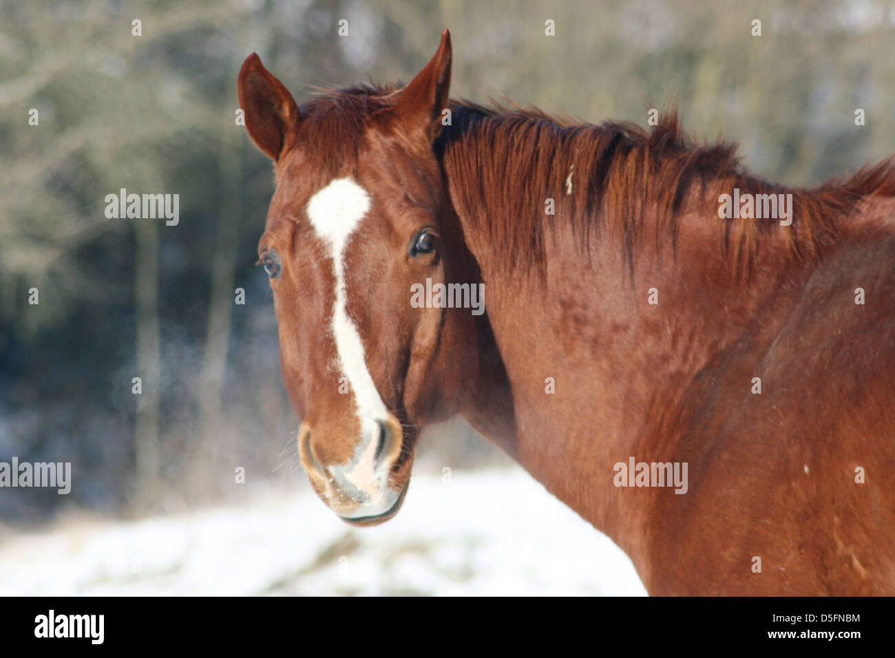 un caballo marrón Foto de stock