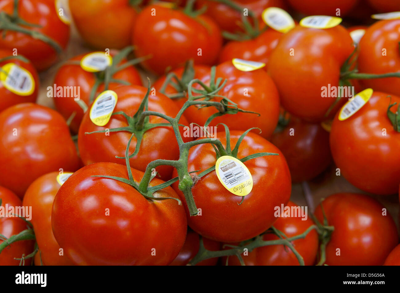 Vid tomates orgánicos con etiquetas Foto de stock