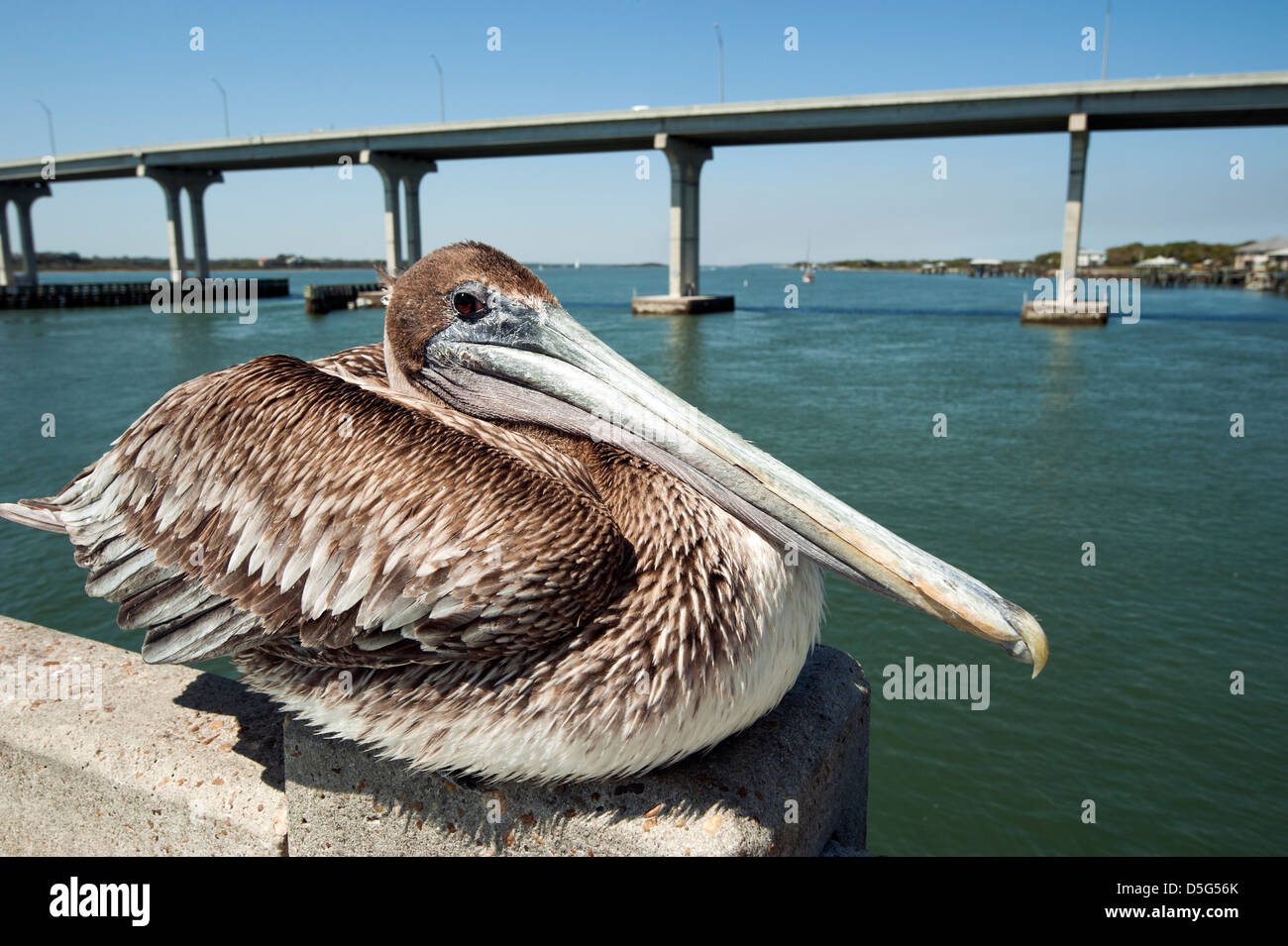 Un pelicano café en un muelle de pesca en San Agustín, Florida, EE.UU. Foto de stock