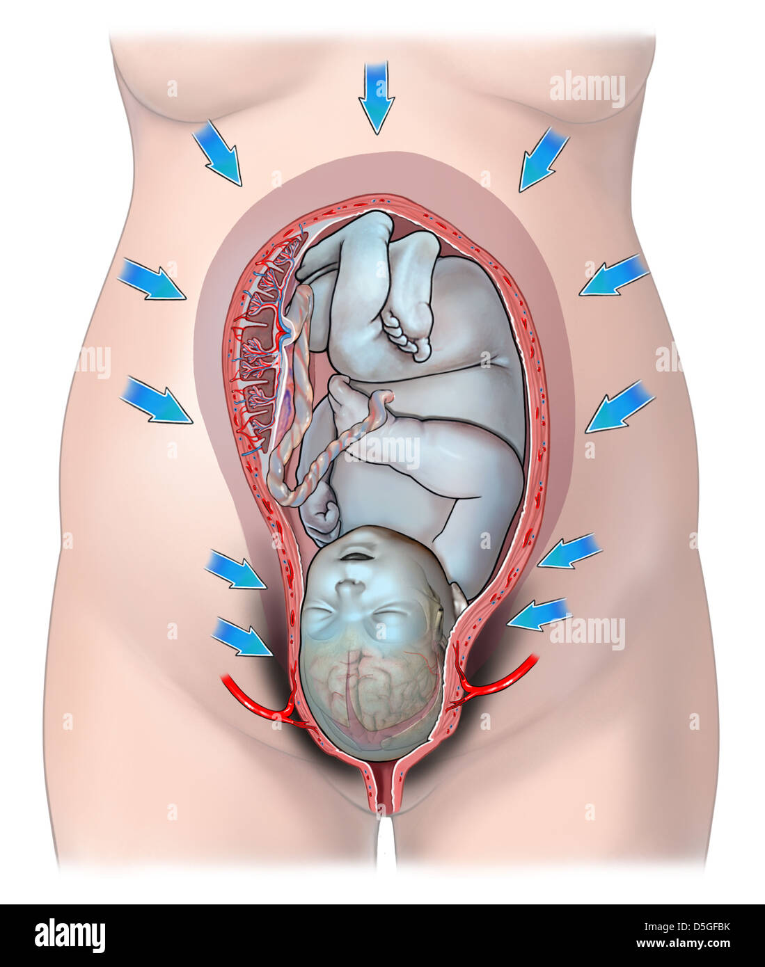 Contracciones uterinas fotografías e imágenes de alta resolución - Alamy