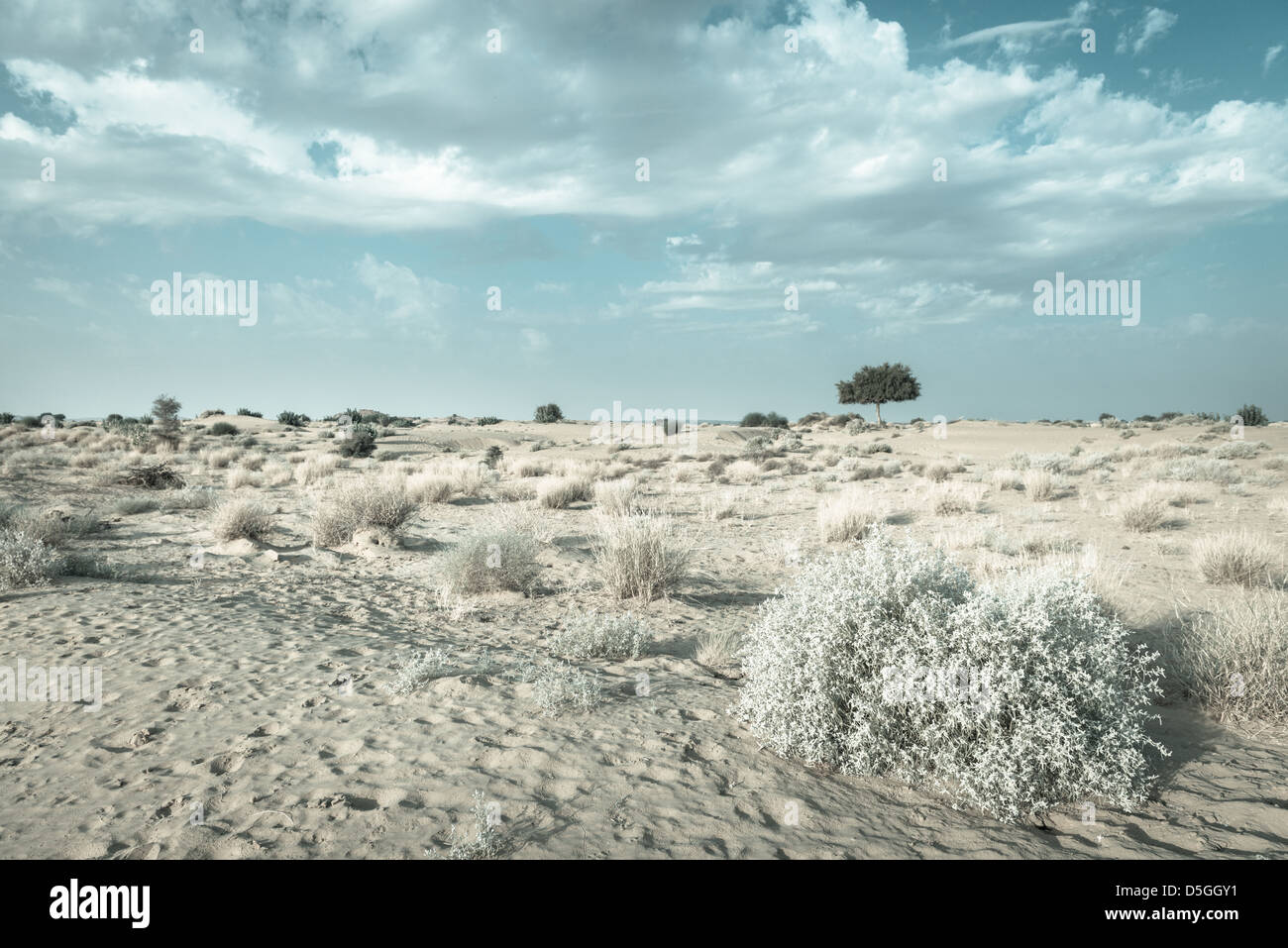Uno rhejri (Prosopis cineraria) árbol en el desierto de Thar ( gran desierto indio) bajo el nublado cielo azul en colores azul claro Foto de stock